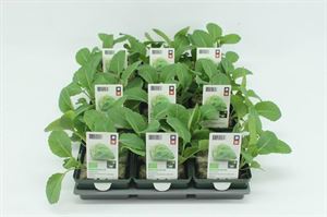 Bild von Kool. Spitskool